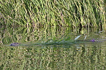 Eurasian beaver (Castor fiber) mother swimming and dragging a Himalayan balsam plant (Impatiens glandulifera) she has cut for her kits to feed on near their lodge, Devon, UK, July. Part of Devon Wildl...