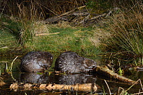 One Eurasian beaver (Castor fiber)  grooms as another gnaws bark from a cut branch at a feeding station at the edge of their pond at night, Tayside, Perthshire, Scotland, UK, May. Taken with a remote...