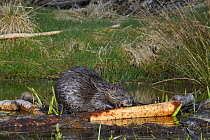 Eurasian beaver (Castor fiber) gnawing bark from a branch it has cut at a feeding station at the edge of its pond at dusk, Tayside, Perthshire, Scotland, UK, May. Taken with a remote camera trap.