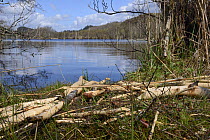 Feeding station with collection of cut branches stripped of their bark by Eurasian beavers (Castor fiber) on the margin of Loch Coille-Bharr by Eurasian beavers (Castor fiber) reintroduced during the...