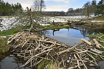 Stream dammed with tree branches cut and stripped of bark by Eurasian beavers (Castor fiber) in the grounds of Bamff estate, with arable farmland in the background, Alyth, Perthshire, Tayside, Scotlan...