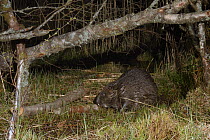 Eurasian beaver (Castor fiber) gnawing bark from a birch branch it has cut at a feeding station on a lake shore at night, Scottish Beaver Trial population, Knapdale, Scotland, UK, May. Taken with a re...