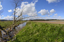 Willow tree (Salix sp.) gnawed and partially felled by Eurasian beavers (Castor fiber) beside a stream flowing through partially flooded lowland farmland, Dean Water and Haughs of Cossans, near Forfar...