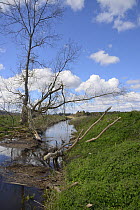 Willow tree (Salix sp.) gnawed by Eurasian beavers (Castor fiber) with a large branch lying across and partially blocking a stream in lowland farmland, Dean Water, near Forfar, Angus, Tayside, Scotlan...
