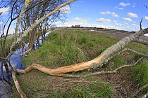 Young Willow tree (Salix sp.) felled by Eurasian beavers (Castor fiber) lying across a drainage ditch with much of its bark gnawed off by them in partially flooded lowland farmland, Haughs of Cossans,...