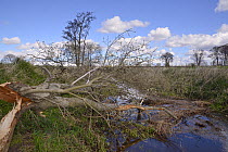 Willow tree (Salix sp.) felled by Eurasian beavers (Castor fiber) with its bark partially gnawed off by them, lying across a drainage ditch in lowland farmland, Haughs of Cossans, near Forfar, Angus,...