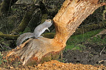 Grey squirrel (Sciurus carolinensis) standing on Willow tree (Salix sp) heavily gnawed by Eurasian beavers (Castor fiber) in a large woodland enclosure at night, Devon Beaver Project, run by Devon Wil...