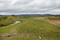 Flood defence dyke with debris scattered along the high water mark left after winter storms in an area where Eurasian beavers (Castor fiber) have become established, River Ericht, near Blairgowrie, Pe...