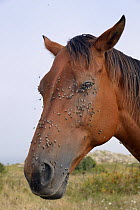 Asturian pony / Asturcon  (Equus caballus) with masses of Face flies / Autumn house flies (Musca autumnalis) on its head and around its eyes and nostrils, near Llanes, Asturias, Spain.