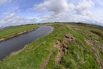 Collapsing flood defence dyke and flooded arable farmland after winter storms in an area where Eurasian beavers (Castor fiber) have become established, River Isla, near Blairgowrie, Perthshire, Taysid...