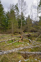 Several young Birch trees (Betula sp.) felled by Eurasian beavers (Castor fiber)  creating a clearing in mixed woodland, Bamff Estate, Alyth, Tayside, Perthshire, Scotland, UK, April.