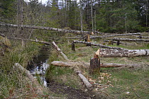 Several young Birch trees (Betula sp.) felled by Eurasian beavers (Castor fiber) close to a drainage channel used for access, creating a clearing in mixed woodland, Bamff Estate, Alyth, Tayside, Perth...