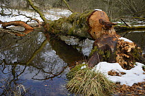 Downy birch tree (Betula pubescens) felled and partially stripped of its bark by Eurasian beavers (Castor fiber) lying across a stream in the grounds of Bamff estate, Alyth, Perthshire, Tayside, Scotl...