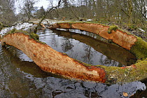 Downy birch tree (Betula pubescens) felled by Eurasian beavers (Castor fiber) with some of its bark gnawed off by them, lying across a stream in the grounds of Bamff estate, Alyth, Perthshire, Tayside...