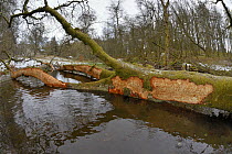 Downy birch tree (Betula pubescens) felled by Eurasian beavers (Castor fiber) with some of its bark gnawed off by them, lying across a stream in the grounds of Bamff estate, Alyth, Perthshire, Tayside...