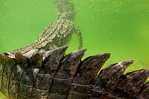 American crocodile (Crocodylus acutus) close up tail, rear view of animal resting in shallow water with head at surface, Banco Chinchorro Biosphere Reserve, Caribbean region, Mexico