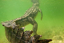 American crocodile (Crocodylus acutus) rear view of animal resting in shallow water with head at surface, Banco Chinchorro Biosphere Reserve, Caribbean region, Mexico
