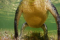 American crocodile (Crocodylus acutus) close up of underbelly of animal resting in shallow water, Banco Chinchorro Biosphere Reserve, Caribbean region, Mexico