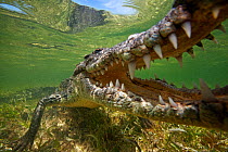 American crocodile (Crocodylus acutus) extreme close up with jaws open, Banco Chinchorro Biosphere Reserve, Caribbean region, Mexico