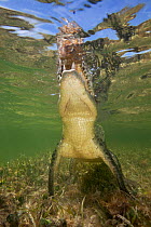 American crocodile (Crocodylus acutus) rising up to breathe at surface, Banco Chinchorro Biosphere Reserve, Caribbean region, Mexico