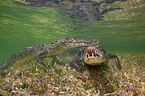 American crocodiles (Crocodylus acutus) two resting just above seagrass underwater, Banco Chinchorro Biosphere Reserve, Caribbean region, Mexicos