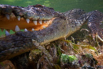 American crocodile (Crocodylus acutus) extreme close up of animal resting on seagrass, Banco Chinchorro Biosphere Reserve, Caribbean region, Mexico
