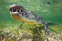 American crocodile (Crocodylus acutus) resting just above seagrass underwater, Banco Chinchorro Biosphere Reserve, Caribbean region, Mexico