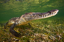 American crocodile (Crocodylus acutus) resting just above seagrass underwater, Banco Chinchorro Biosphere Reserve, Caribbean region, Mexico