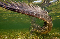 American crocodile (Crocodylus acutus) rear view of animal resting in shallow water, close up of tail, Banco Chinchorro Biosphere Reserve, Caribbean region, Mexico