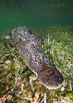American crocodile (Crocodylus acutus) resting on seagrass underwater, Banco Chinchorro Biosphere Reserve, Caribbean region, Mexico