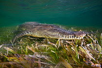 American crocodile (Crocodylus acutus) resting on seagrass  bed, Banco Chinchorro Biosphere Reserve, Caribbean region, Mexico
