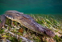 American crocodile (Crocodylus acutus) resting on seagrass on sea bed, Banco Chinchorro Biosphere Reserve, Caribbean region, Mexico