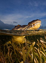 American crocodile (Crocodylus acutus) split level with animal resting at surface in shallow water over seagrass bed, Banco Chinchorro Biosphere Reserve, Caribbean region, Mexico