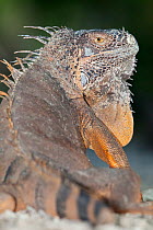 Green iguana (Iguana iguana) resting portrait, Banco Chinchorro Biosphere Reserve, Caribbean region, Mexico