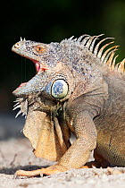Green iguana (Iguana iguana) yawning, Banco Chinchorro Biosphere Reserve, Caribbean region, Mexico