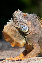 Green iguana (Iguana iguana) bowing, Banco Chinchorro Biosphere Reserve, Caribbean region, Mexico