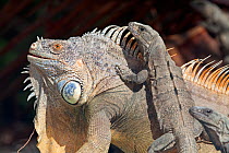 Common spiny-tailed iguana (Ctenosaura similis) climbing Green iguana (Iguana iguana), Banco Chinchorro Biosphere Reserve, Caribbean region, Mexico