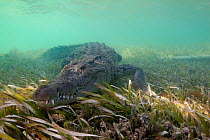 American crocodile (Crocodylus acutus) resting on seagrass in shallow water, Banco Chinchorro Biosphere Reserve, Caribbean region, Mexico