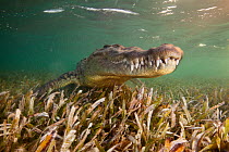 American crocodile (Crocodylus acutus) portrait over seagrass bed in shallow ater, Banco Chinchorro Biosphere Reserve, Caribbean region, Mexico, May.
