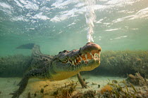 American crocodile (Crocodylus acutus) exhaling bubbles underwater, Banco Chinchorro Biosphere Reserve, Caribbean region, Mexico, May.