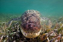 American crocodile (Crocodylus acutus)over seagrass bed, head close to camera, Banco Chinchorro Biosphere Reserve, Caribbean region, Mexico, May.
