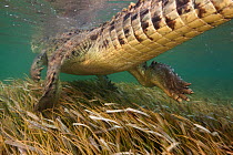 American crocodile (Crocodylus acutus) rear view of animal swimming away seagrass bed, Banco Chinchorro Biosphere Reserve, Caribbean region, Mexico