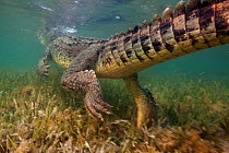 American crocodile (Crocodylus acutus) rear view of animal swimming away over seagrass bed, Banco Chinchorro Biosphere Reserve, Caribbean region, Mexico