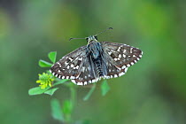 Oberthur's grizzled skipper (Pygrus armoricanus) Riou de Meaulx, Provence, southern France, May.