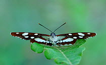 Southern white admiral (Limenitis reducta) North of Lorgues, Provence, southern France, May.