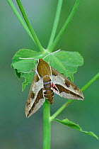 Spurge hawk-moth (Hyles euphorbiae) Lorgues, Provence, southern France, May.
