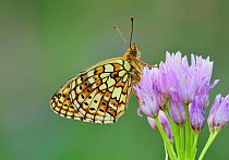 Twin spot fritillary (Brenthis hecate) Riou de Meaulx, Provence, southern France, May.