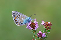 Adonis blue butterfly (Lysandra bellargus) Bargemon, Provence, France, May.