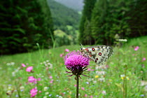Apollo butterfly (Parnassius apollo) Sottoguda-paluce, Dolomites, Italy. June.