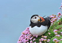Puffin (Fratercula arctica) among sea thrift, Great Saltee Island, County Wexford, Republic of Ireland.